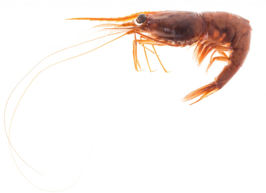 Figure 1. The Northern Shrimp (Pandalus borealis).  RBCM 975-00284-005.