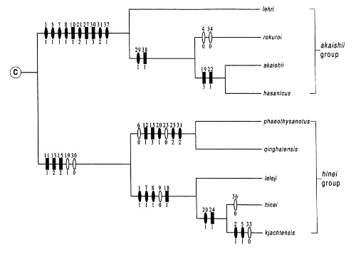 Fig.-15.-Partial-Lasiopogon-phylogeny