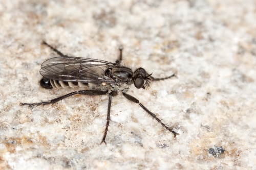 Figure 2. Lasiopogon aldrichii (male), a species of the mountains of southern of British Columbia. Photo: Werner Eigelsreiter.