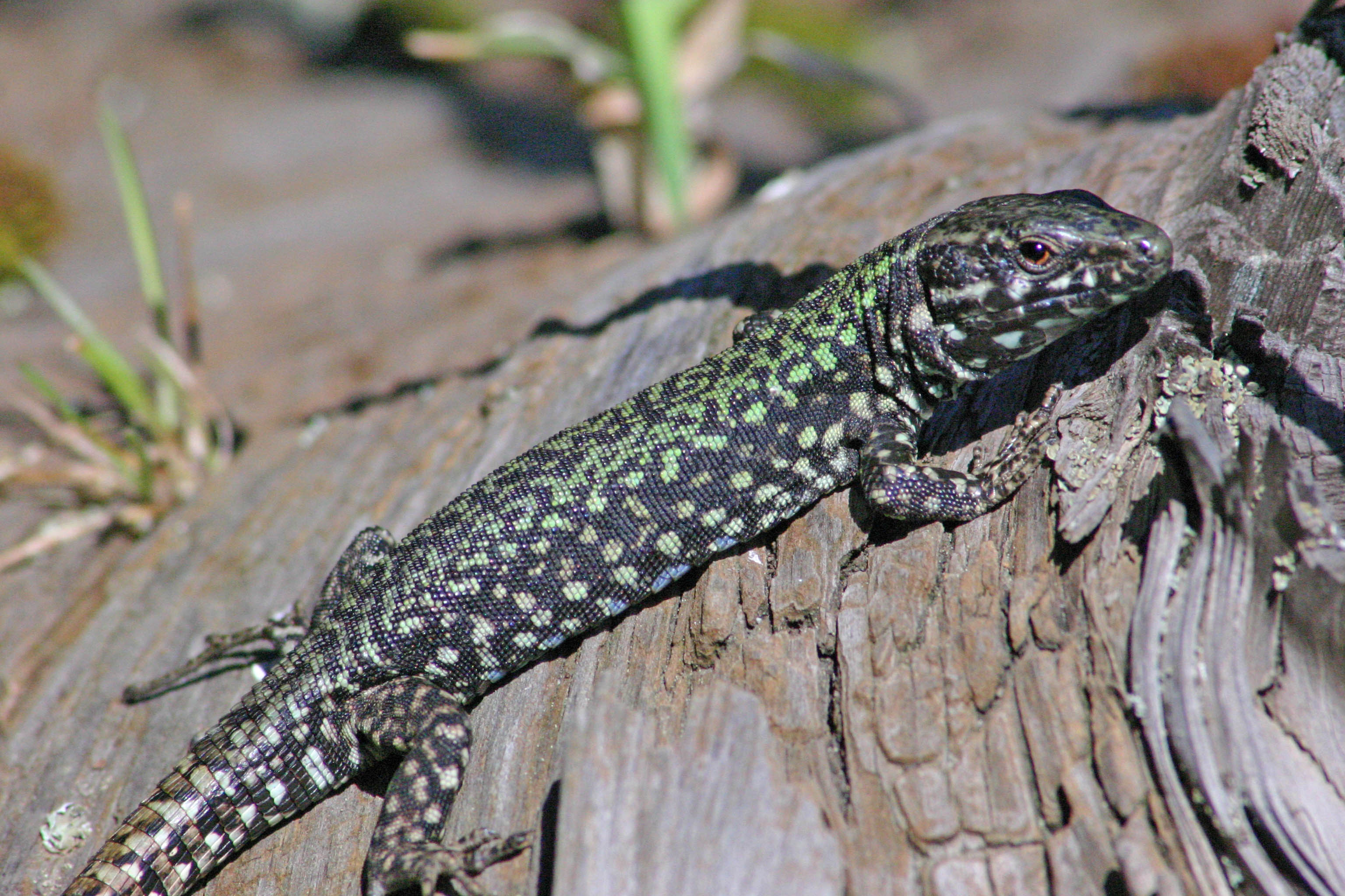Hay You Have Lizards Staff Profiles
