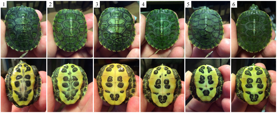 red ear slider turtle male and female