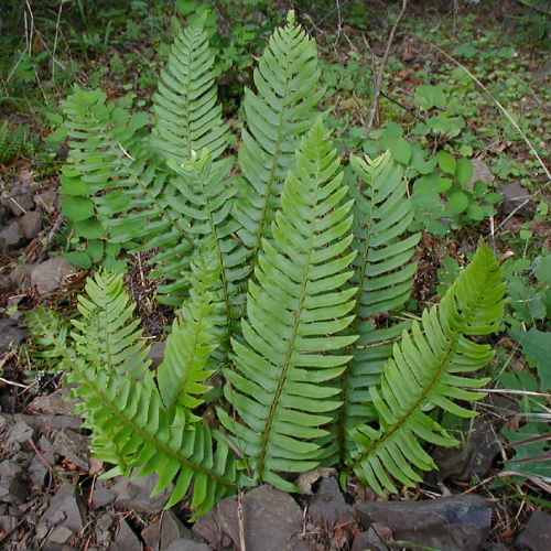 Western Sword Fern (<em>Polystichum munitum</em>) growing in the Columbia River gorge, June 24 2006. <a href="https://commons.wikimedia.org/wiki/File:Polystichum_munitum_(Jami_Dwyer)_001.jpg">Jami Dwyer.</a>