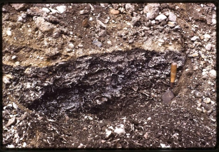 Figure 9. Buried dense concentrations of Shellmidden. Grant Keddie Photograph.