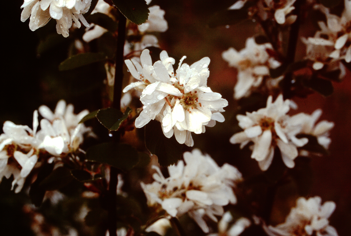 web_Mid-spring-flowers-of-Saskatoon