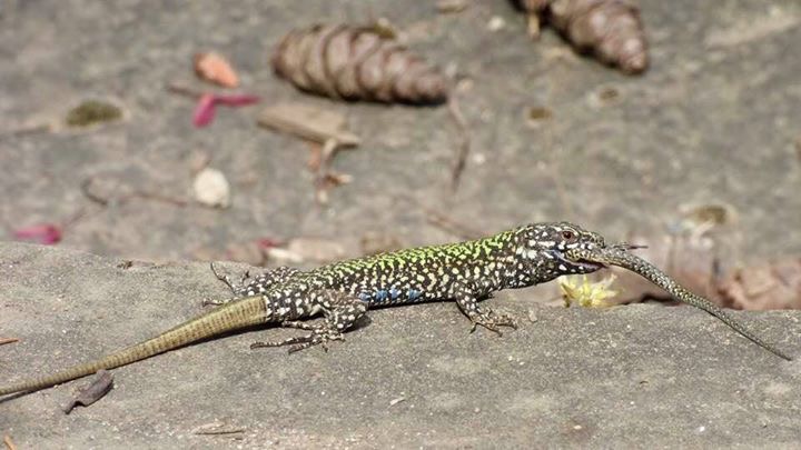 6 Slick Tail Lizard