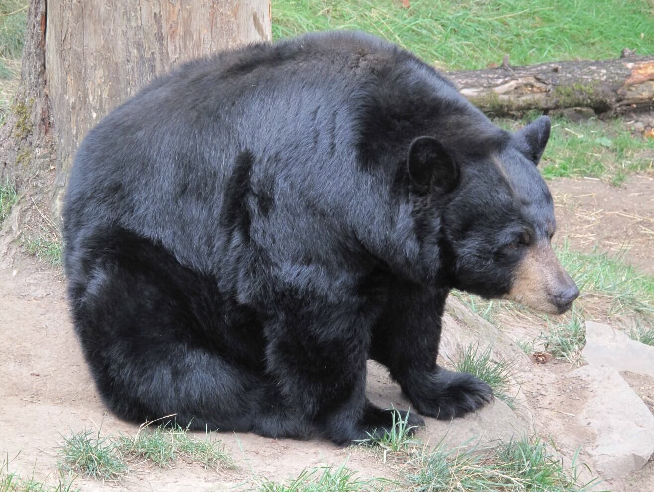 Figure 1a. Black bear (Ursus Americanus). Grant Keddie photograph 2010. 