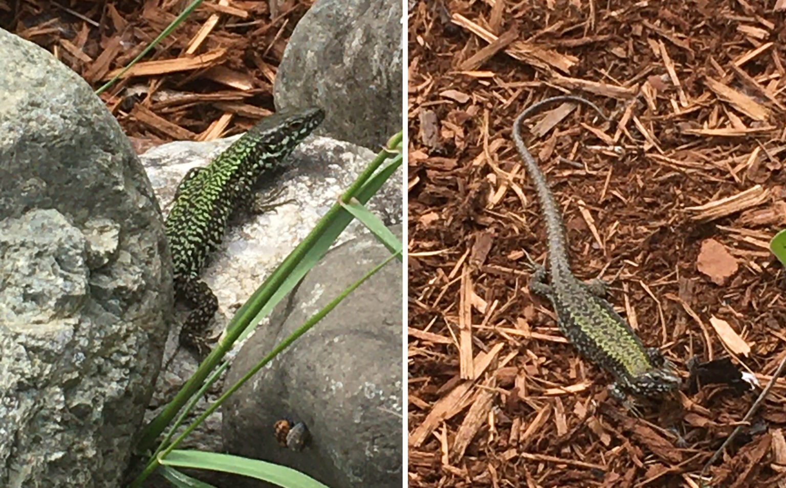 lizards-leave-ladybugs-staff-profiles