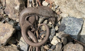 What are Those Blue-Bellied Lizards? — Deschutes Land Trust