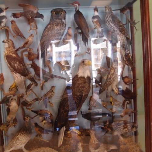 Bird Display in Fannin Tower
